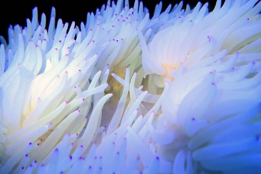 Sebae Anemone Beginners To Expert Care Guide