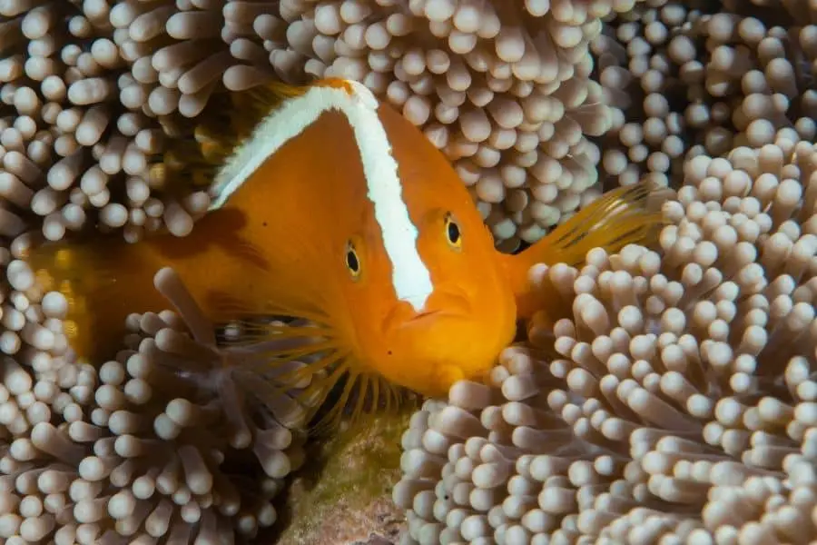 Skunk Clownfish