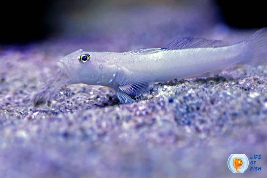 Sleeper Blue Dot Goby 