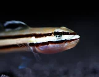 Sleeper Railway Glider Goby 