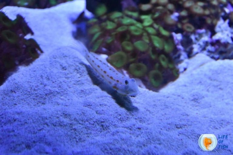 Sand Sifting Goby Care Guide Exotic Pets Everything To Know