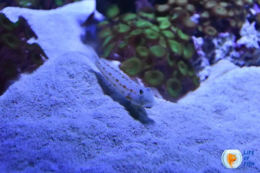 Sleeper Striped Goby 