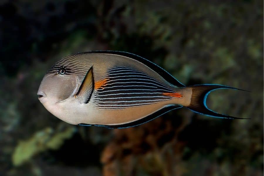 Sohal tang fish