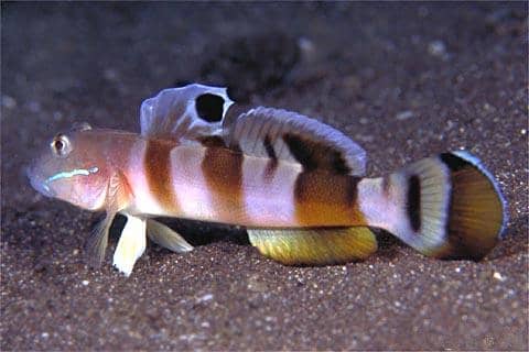 Tiger Watchman Goby 