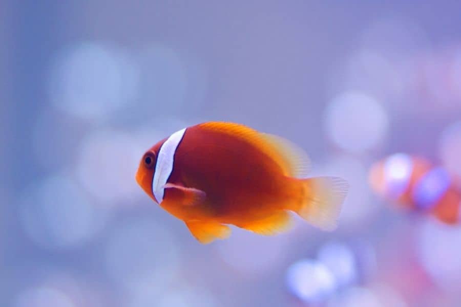 Tomato Clownfish