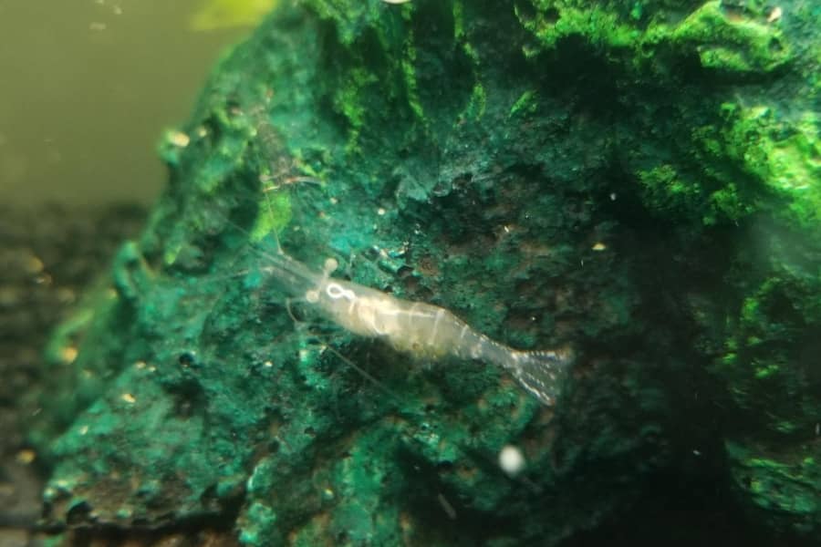 Treat Horsehair Worm in Ghost Shrimp
