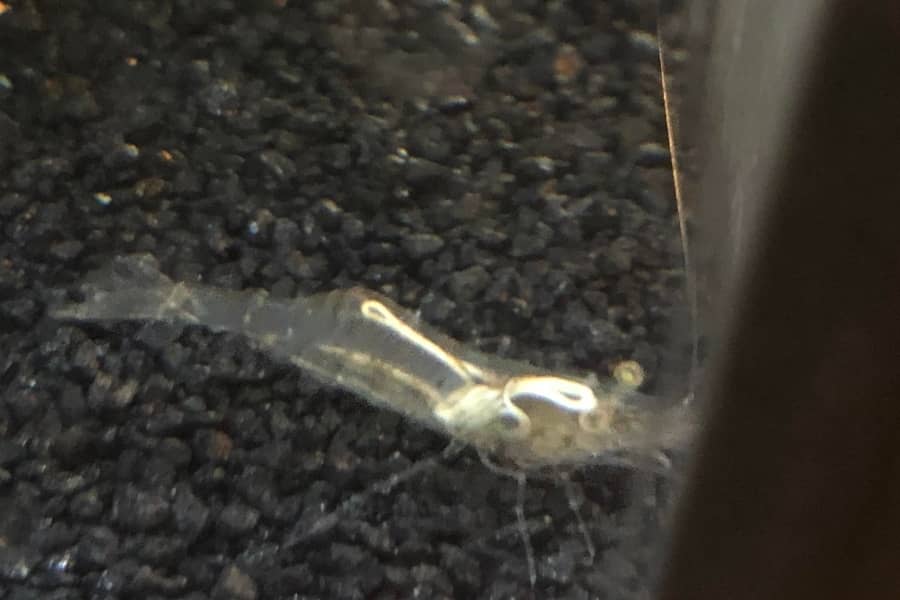 Treat Horsehair Worm in Shrimp