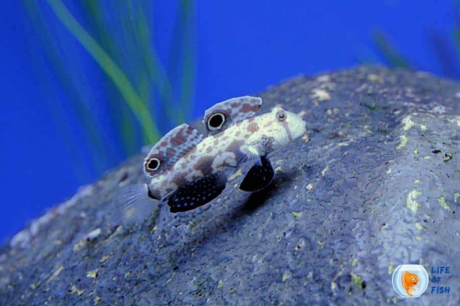Two Spot Goby 
