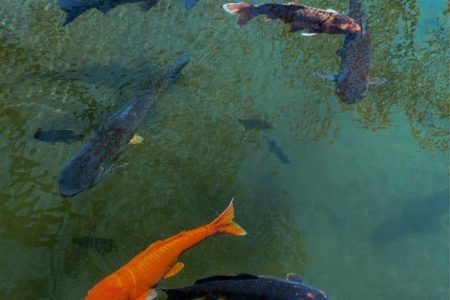 Will Vinegar Kill Algae In A Fish Tank : Step By Step Guide