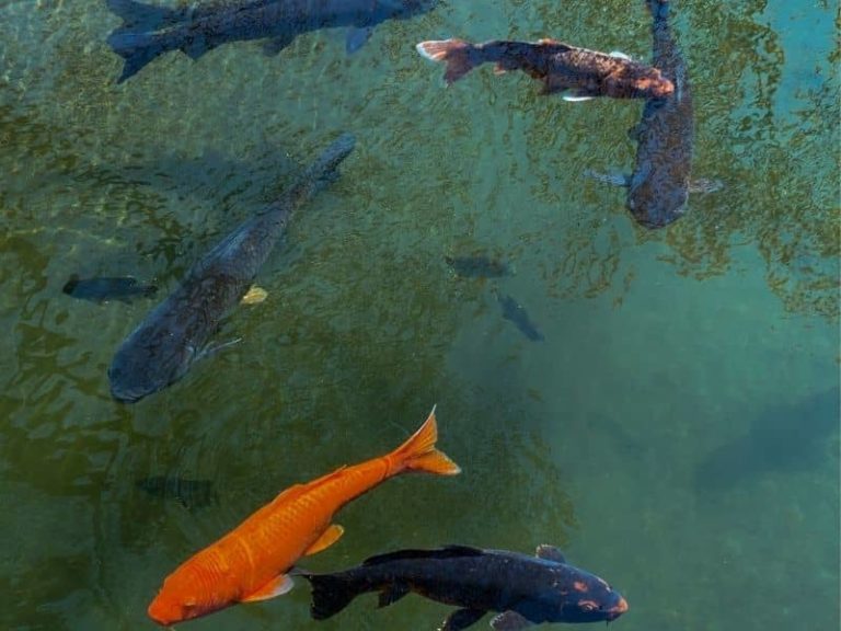 Will Vinegar Kill Algae In A Fish Tank Step By Step Guide