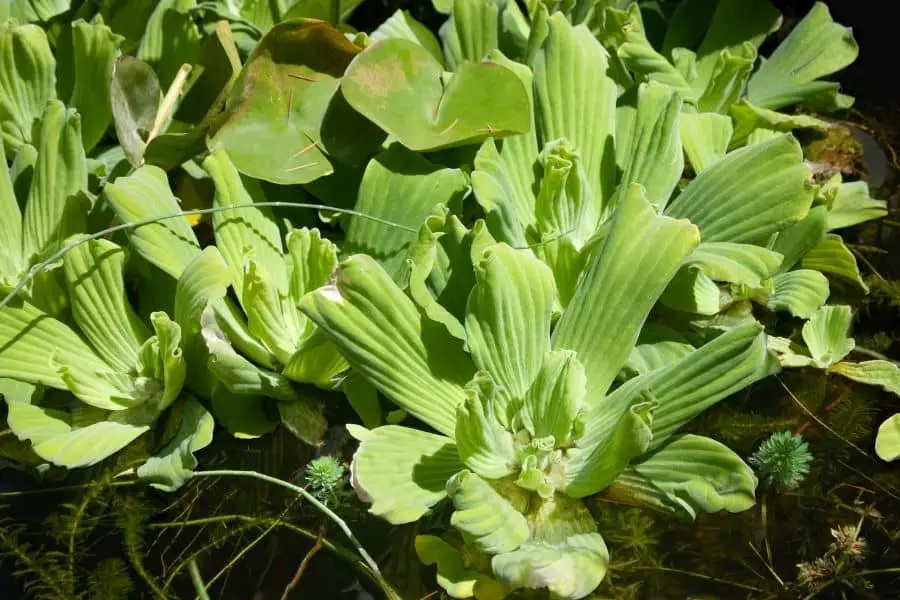 water lettuce