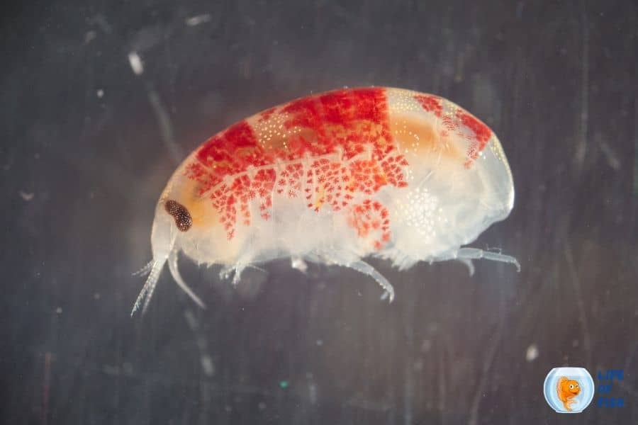 What Eats Amphipods? 4 Best Methods To Get Rid Of Amphipods