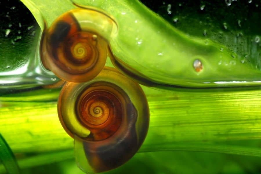 Will Vinegar Kill Aquarium Snails