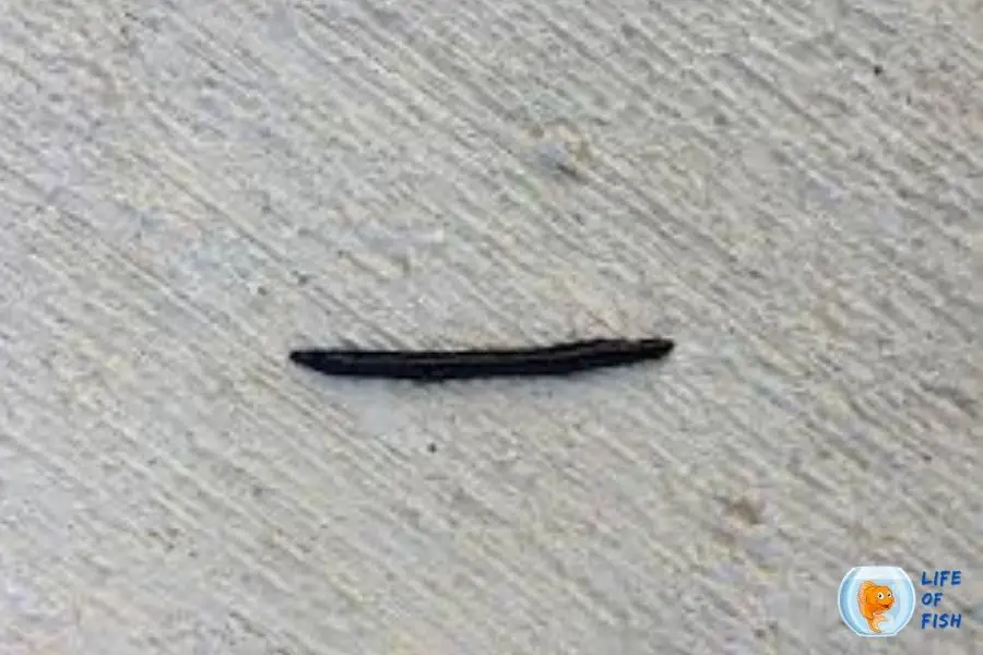 blackworm