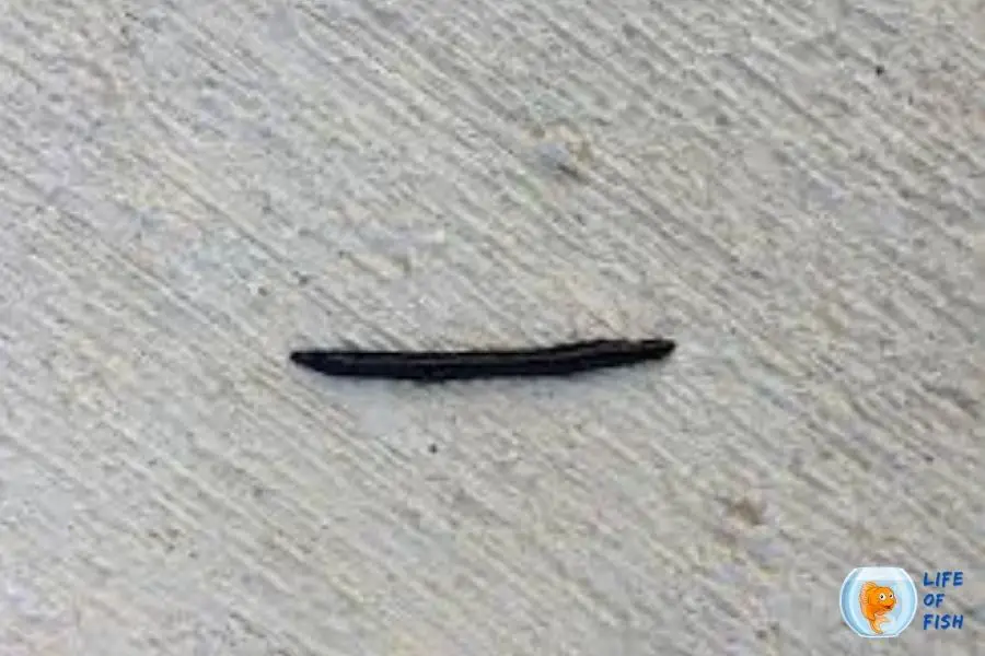 flat black worm