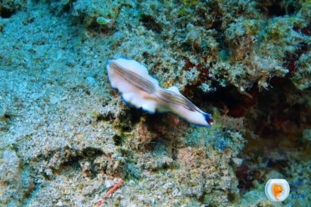 Tiny Worms In Saltwater Aquarium; Easy Ways to Get Rid Of Them