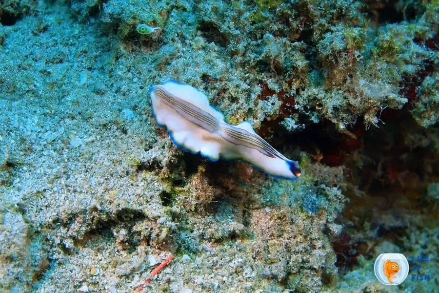 tiny worms in coral tank