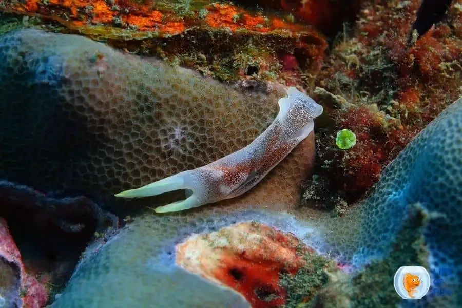 coral tiny worms