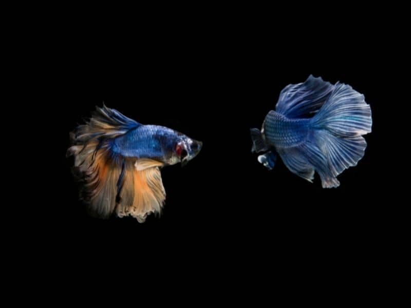 Betta Fish Antibiotics