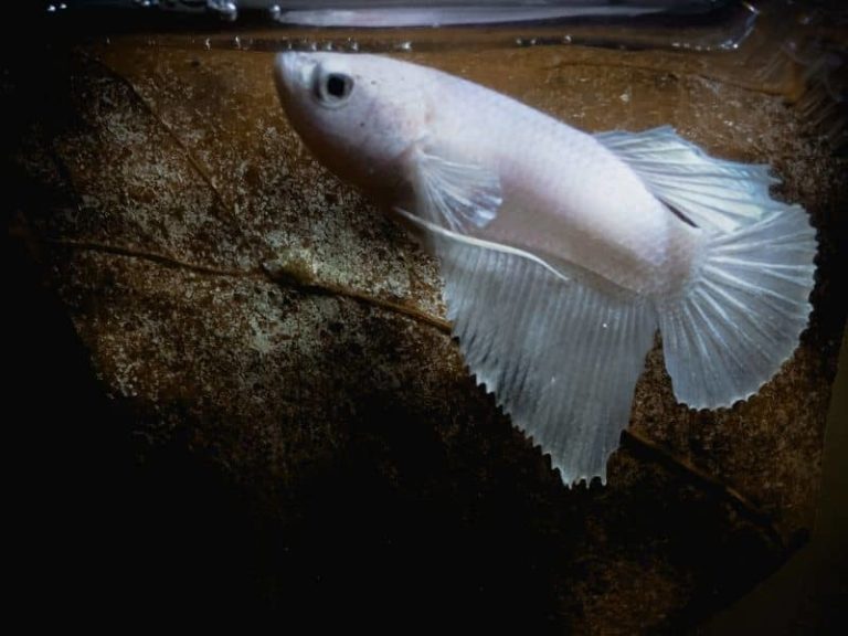 How to Comfort a Dying Betta Fish? Everything You Need To Know