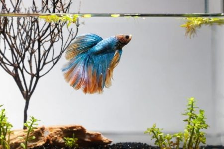 13 Betta Fish Tank Ideas With Images