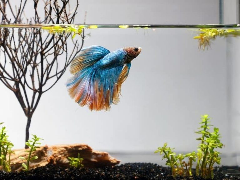 How to Comfort a Dying Betta Fish? Everything You Need To Know
