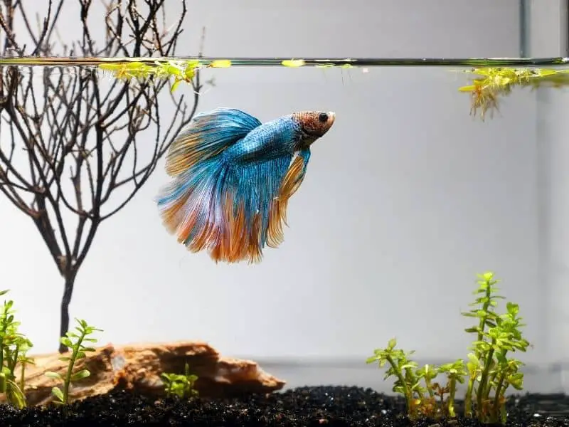 Betta Fish Tank Ideas