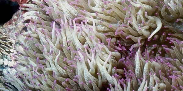 heteractis-malu-a-delicate-sea-anemone_600x300