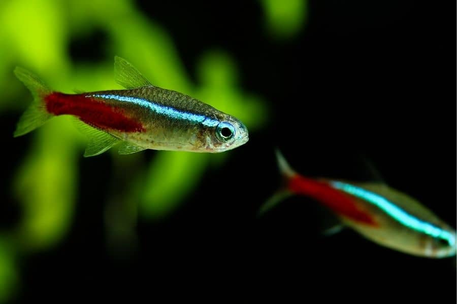 Are Neon Tetras Hardy