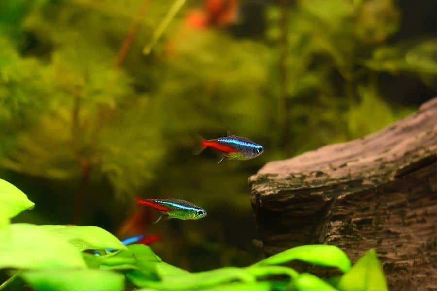 neon tetras eat