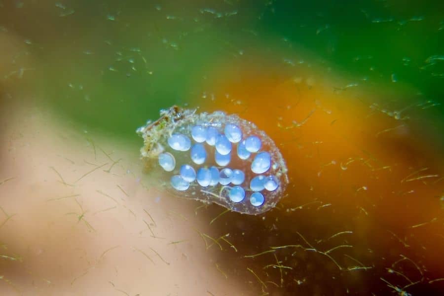 remove Aquarium Snails eggs