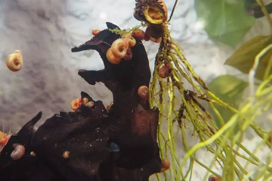 remove Aquarium Snails