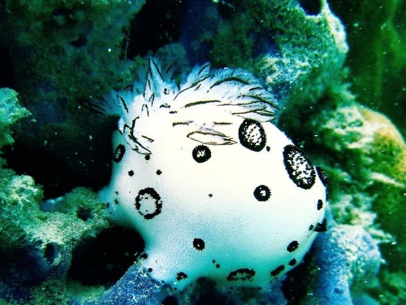 Sea Bunny