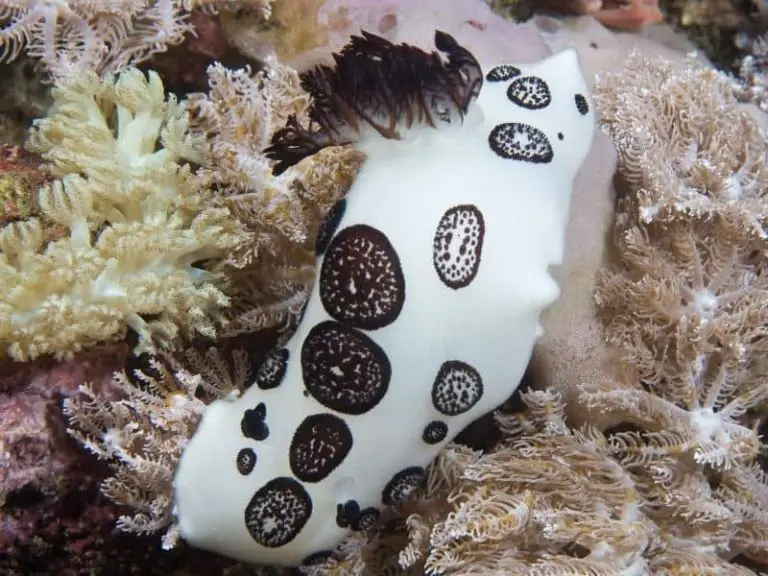 Sea Bunny (Jorunna parva) | Super Interesting Facts You Must Know