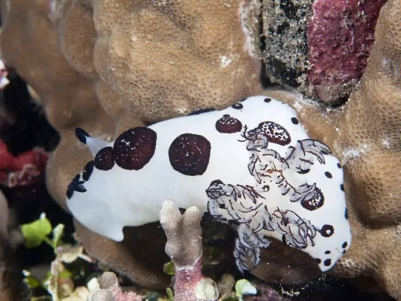  Ears, tail, and fur of sea bunny 