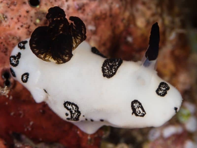 Do Sea bunnies live in coral reefs?