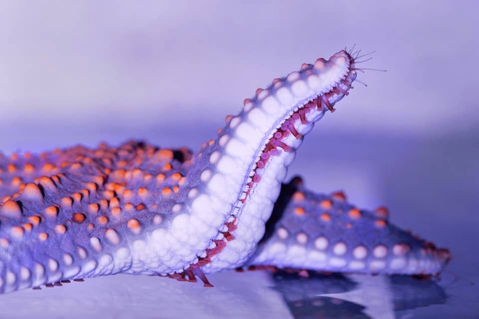 sea stars eat