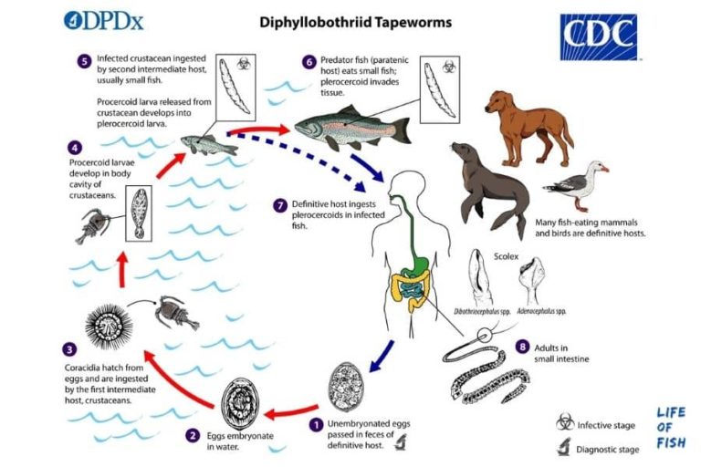 How To Get Rid Of Tapeworms In Fish Tank Easy and Useful Tips