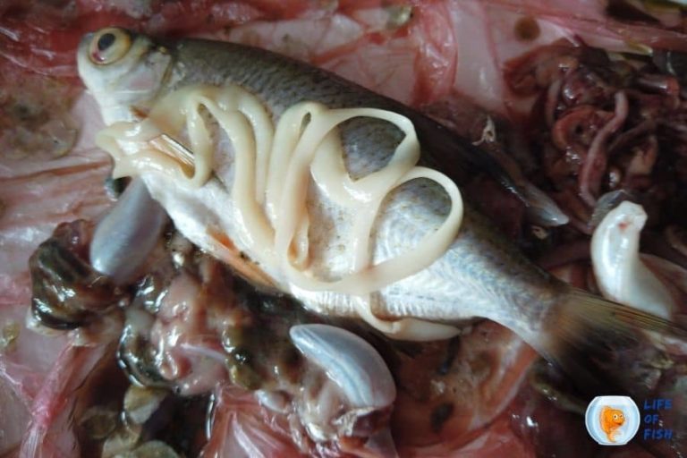 How To Get Rid Of Tapeworms In Fish Tank Easy and Useful Tips
