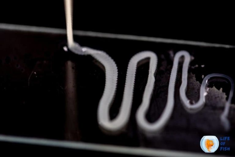 How To Get Rid Of Tapeworms In Fish Tank Easy and Useful Tips