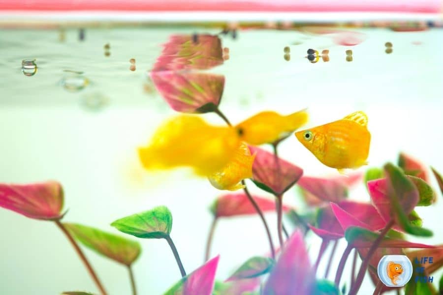 How do you stop fish from eating plants?