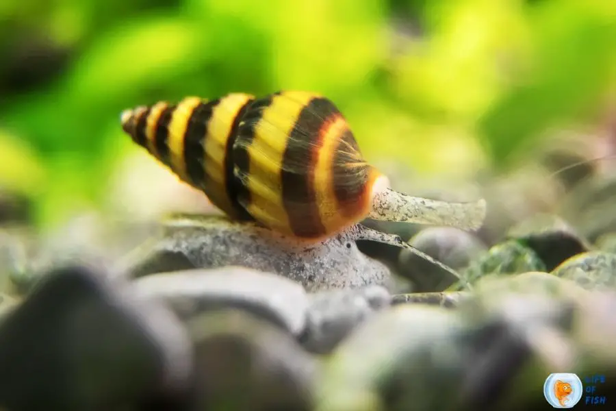 Assassin Snails Breeding Guide | 8 Interesting Facts To Know