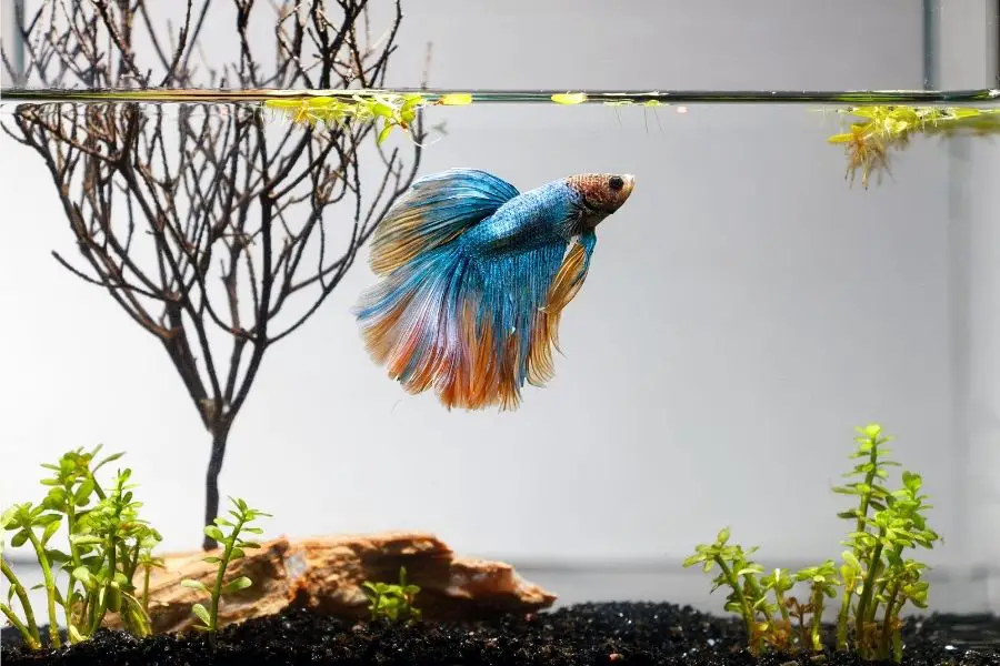 How To Keep A Betta Fish Happy