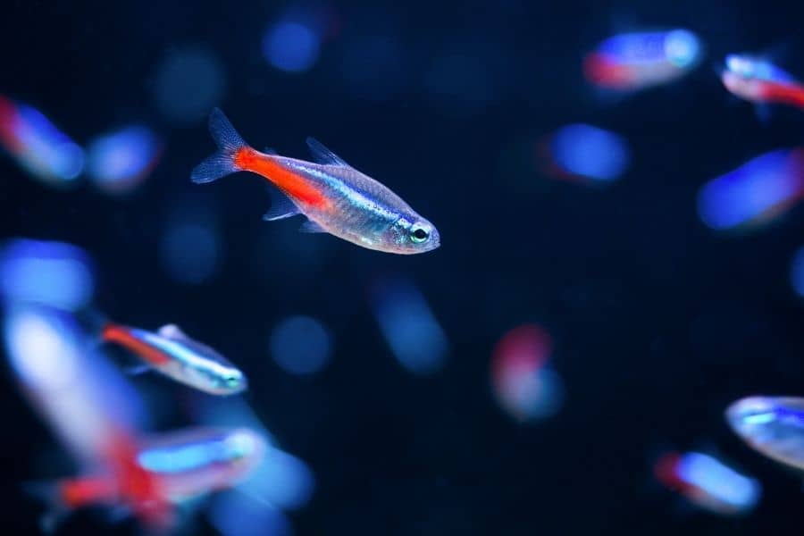 Do Neon Tetras Need Lighth