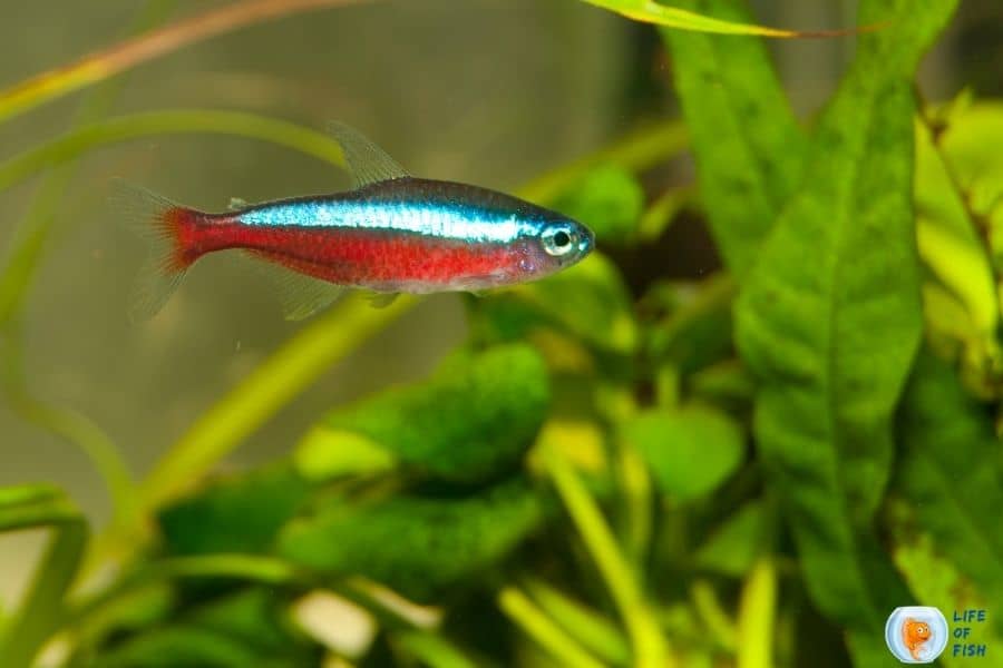 neon tetra light