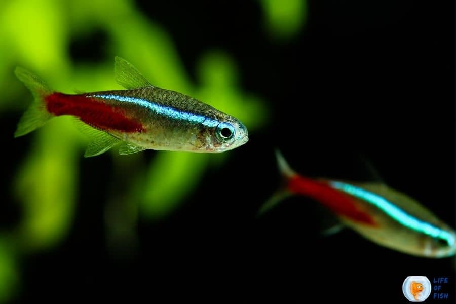 Neon tetra light