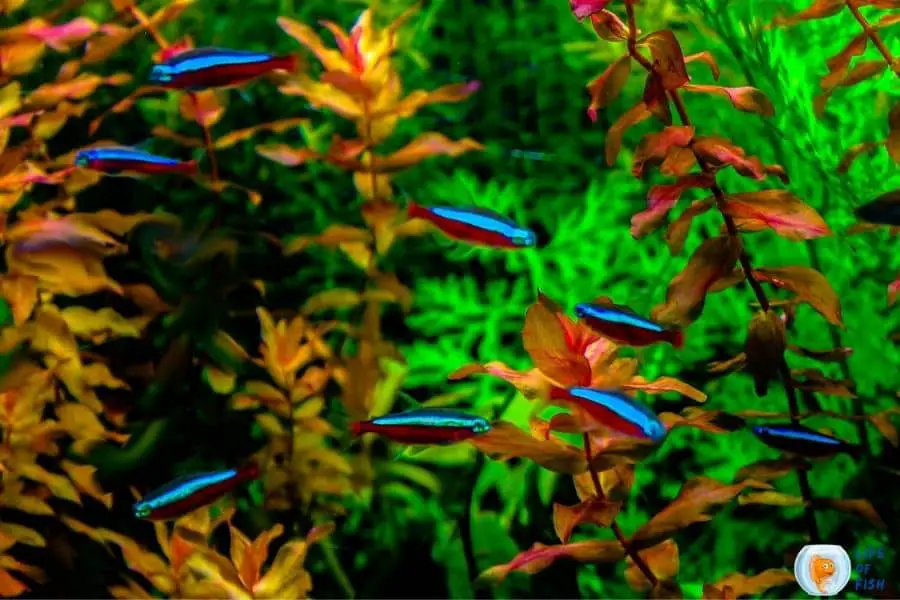 Are Neon Tetras Hardy