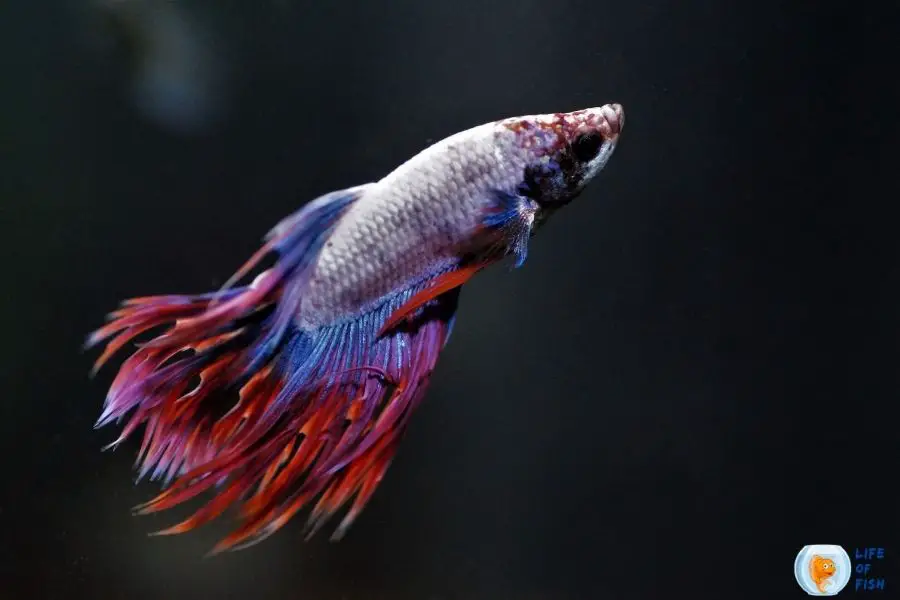 Betta grooming