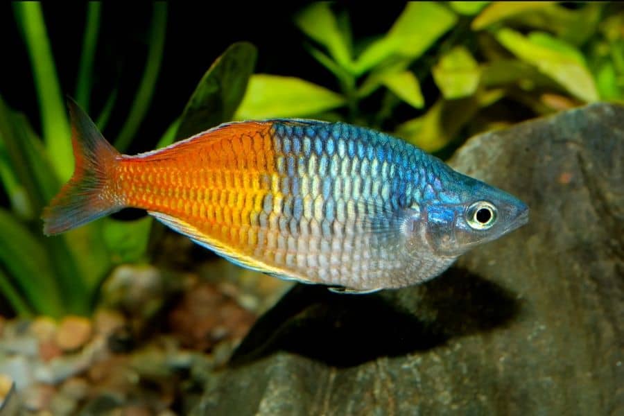 Rainbowfish eat plants