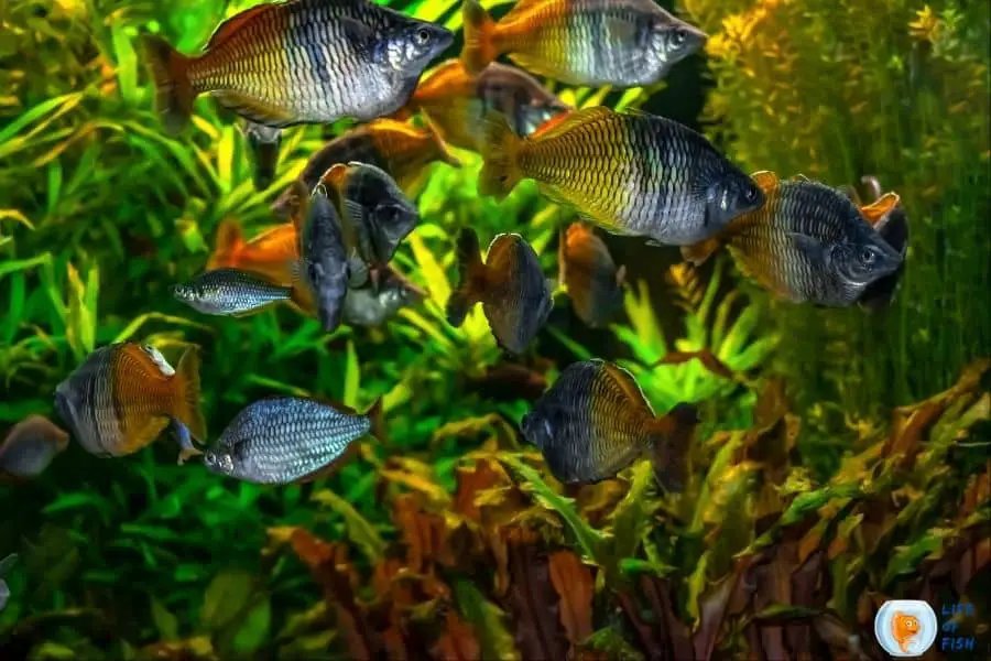 Rainbowfish eat plants